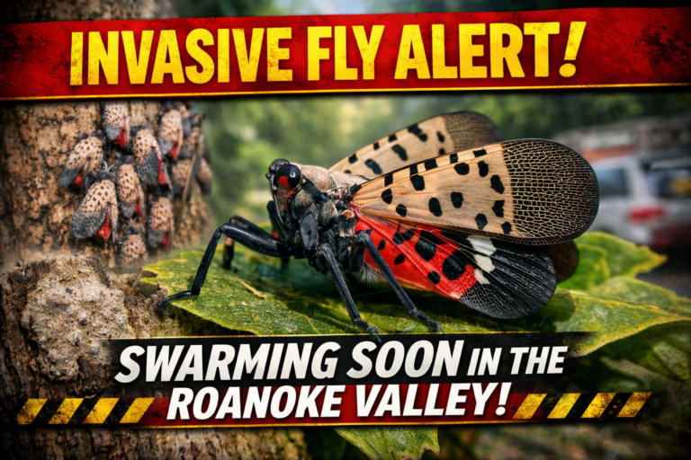 SPOTTED LANTERNFLY ALERT: ROANOKE VALLEY WILL SEE MORE OF THIS INVASIVE ...